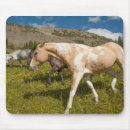 Suche nach maultiere mousepads Pferd