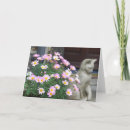 Suche nach rosa gänseblümchen karten Blume