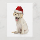 Suche nach weißer labrador retriever poster Weihnachten