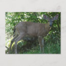 Suche nach elch schwarz weiß poster Wald