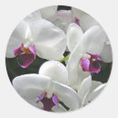 Suche nach weiße orchidee aufkleber Blume