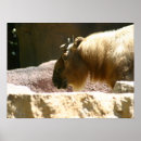 Suche nach zoo poster Wild lebende tiere