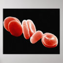 Suche nach rote blutkörperchen poster Zytologie