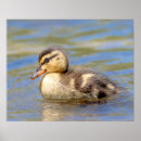 Suche nach mallard poster Tierwelt