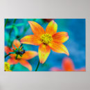 Suche nach orange blumen poster Fotografie