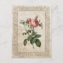 Suche nach alte rose postkarten Rosa