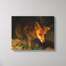 Suche nach säugetiere leinwandbilder Fuchs