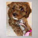 Suche nach cockapoo poster Liebhaber