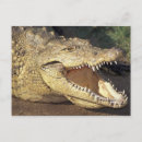 Suche nach gefahr postkarten Krokodil