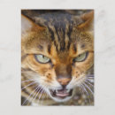 Suche nach bengalische katze postkarten Katzen