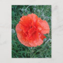 Suche nach mohnblume postkarten Wildblumen