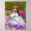 Suche nach funny beagle poster Dog