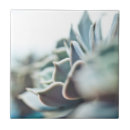 Suche nach succulents fliesen Blume
