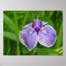Suche nach schönheit in der natur poster Lila