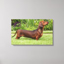 Suche nach dackel leinwandbilder Strand