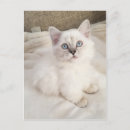 Suche nach melodie postkarten Katze