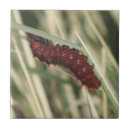 Suche nach raupe fliesen Insekt