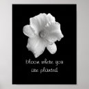 Suche nach schwarz weiße lilie poster Lilien