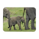 Suche nach afrikanische elefanten magnete Tansania