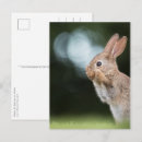 Suche nach easter bunny postkarten Animals
