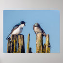 Suche nach schwalben poster Natur