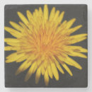 Suche nach löwenzahn untersetzer Taraxacum officinale