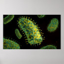 Suche nach organismus poster Nah up