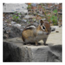 Suche nach chipmunk poster Nagetier