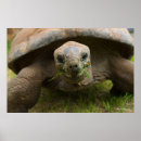 Suche nach tierphotographie poster Schildkröten