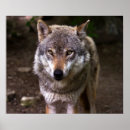 Suche nach wolf wild poster Raubtier