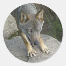 Suche nach grauer wolf aufkleber Wild lebende tiere