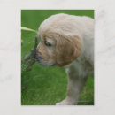 Suche nach woche poster Goldene retriever