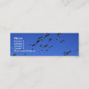 Suche nach flug visitenkarten Wild