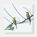 Suche nach vögel magnete Fotografie