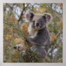 Suche nach koala poster Wunderbar