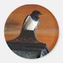 Suche nach schluck magnete Vogelvogel