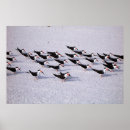 Suche nach küstenvögel poster Tierwelt