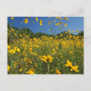 Suche nach sumpf postkarten Blume