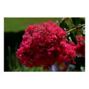 Suche nach crepe poster Rosa