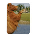 Suche nach miniatur magnete Bob langrish