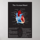 Suche nach aorta poster Biologie