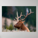 Suche nach elk poster Wild