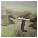 Suche nach indischer elefant fliesen Fauna