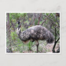Suche nach emu poster Fotografie
