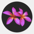 Suche nach plumeria aufkleber Frangipani