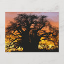 Suche nach afrikanisch postkarten Sonnenuntergang