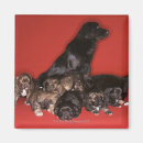 Suche nach schwarzer hund magnete Labrador retriever