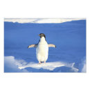 Suche nach lustiger pinguin poster Tier