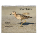 Suche nach regenpfeifer Flussuferläufer