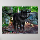 Suche nach black wolf poster Holzwolf
